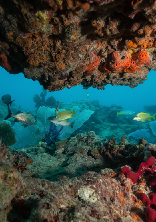 Coral Reef in Florida Waters